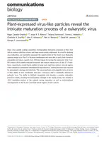 Plant-expressed virus-like particles reveal the intricate maturation process of a eukaryotic virus
