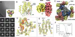 Cryo-EM structure determination of small therapeutic protein targets at 3 Å-resolution using a rigid imaging scaffold