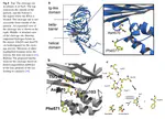 Dynamics and stability in the maturation of a eukaryotic virus: a paradigm for chemically programmed large-scale macromolecular reorganization