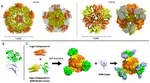 Design of Beta-2 Microglobulin Adsorbent Protein Nanoparticles