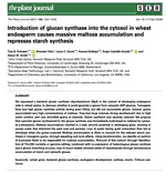 Introduction of glucan synthase into the cytosol in wheat endosperm causes massive maltose accumulation and represses starch synthesis