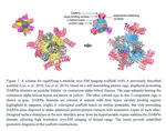 Rigidified Scaffolds for 3 Angstrom Resolution Cryo-EM of Small Therapeutic Protein Targets